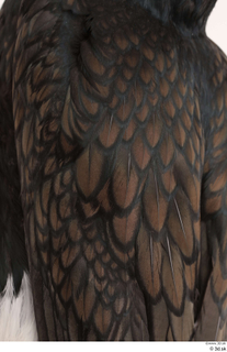 Bird  9 back feathers wing 0003.jpg